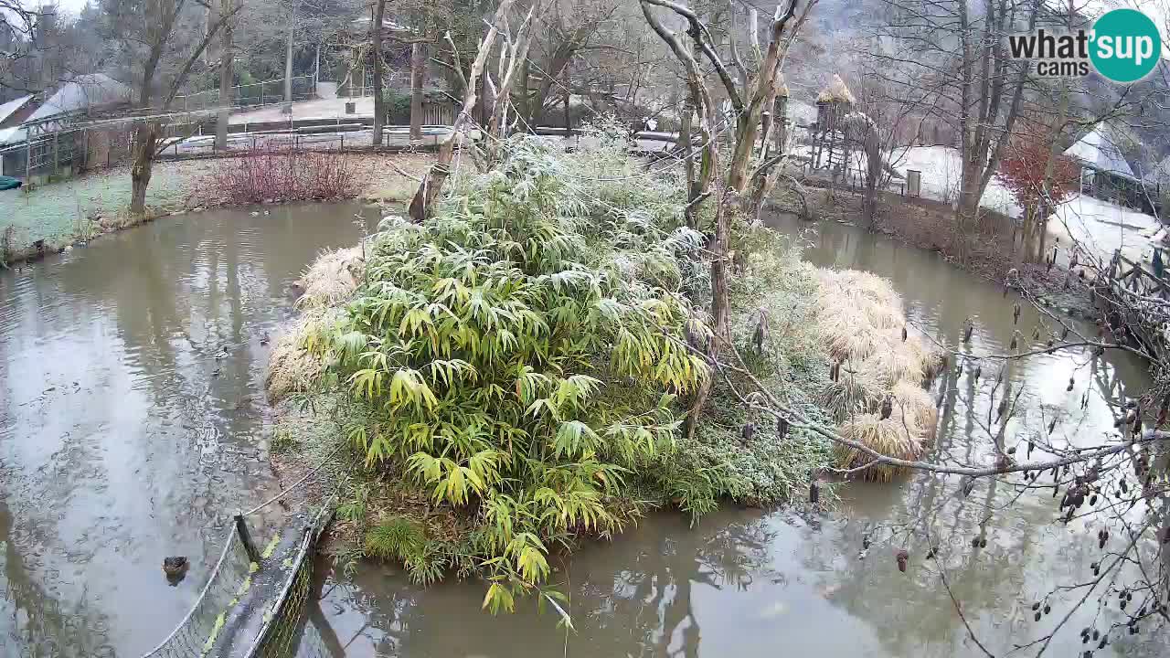 Südlicher Gelbwangen-Schopfgibbon Zoo Ljubljana webcam