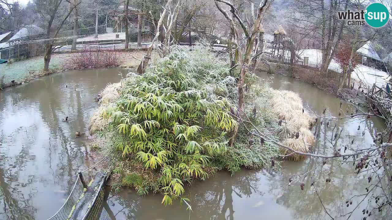 Yellow-cheeked gibbon Zoo Ljubljana livecam