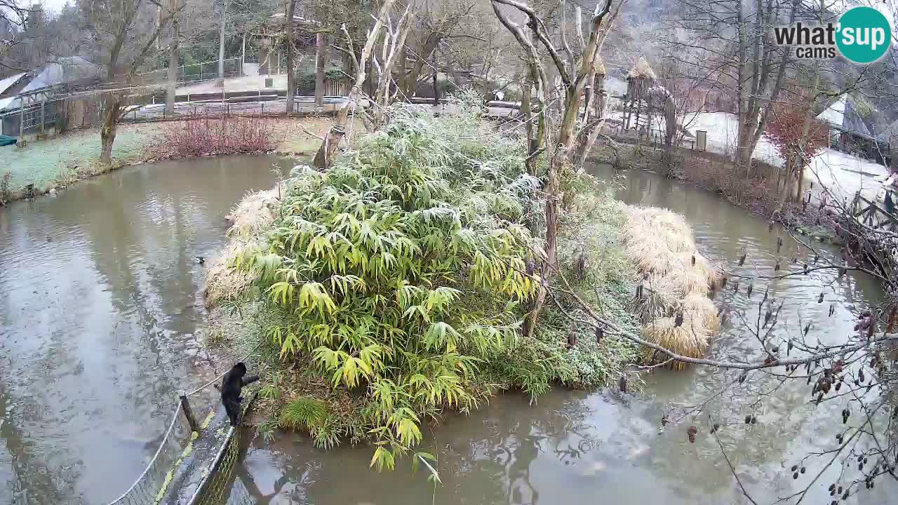 Gibon – Nomascus gabriellae – Zoo Ljubljana web kamera