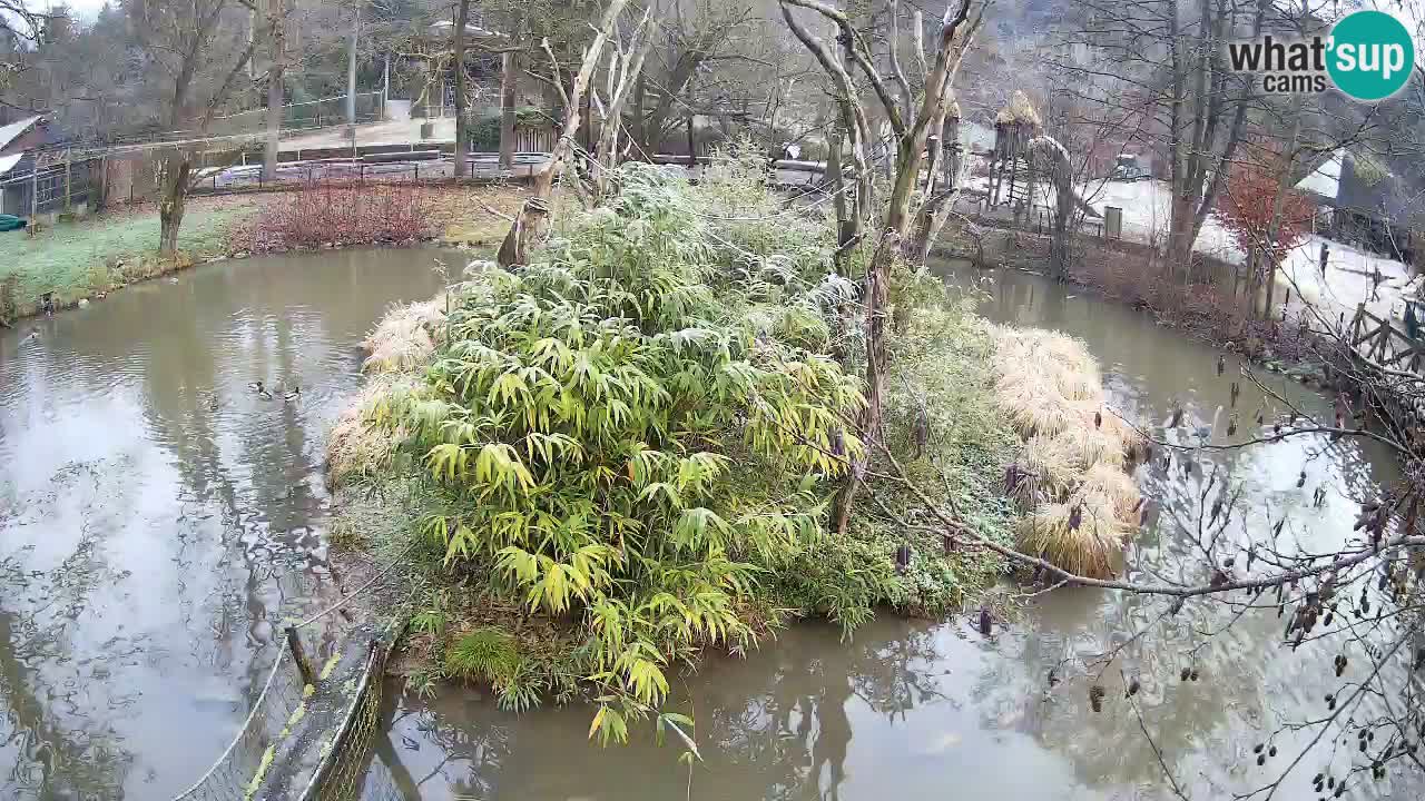 Südlicher Gelbwangen-Schopfgibbon Zoo Ljubljana webcam