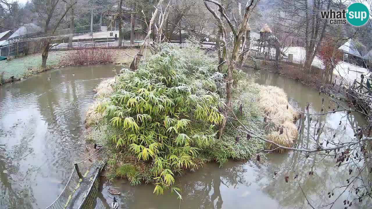 Yellow-cheeked gibbon Zoo Ljubljana livecam