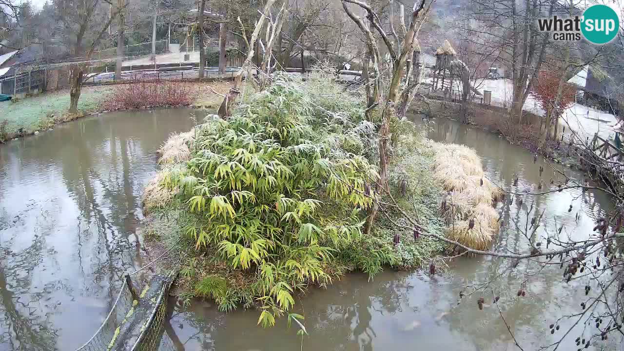 Yellow-cheeked gibbon Zoo Ljubljana livecam