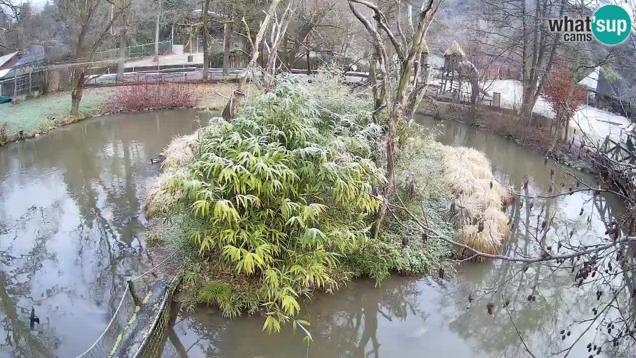 Südlicher Gelbwangen-Schopfgibbon Zoo Ljubljana webcam