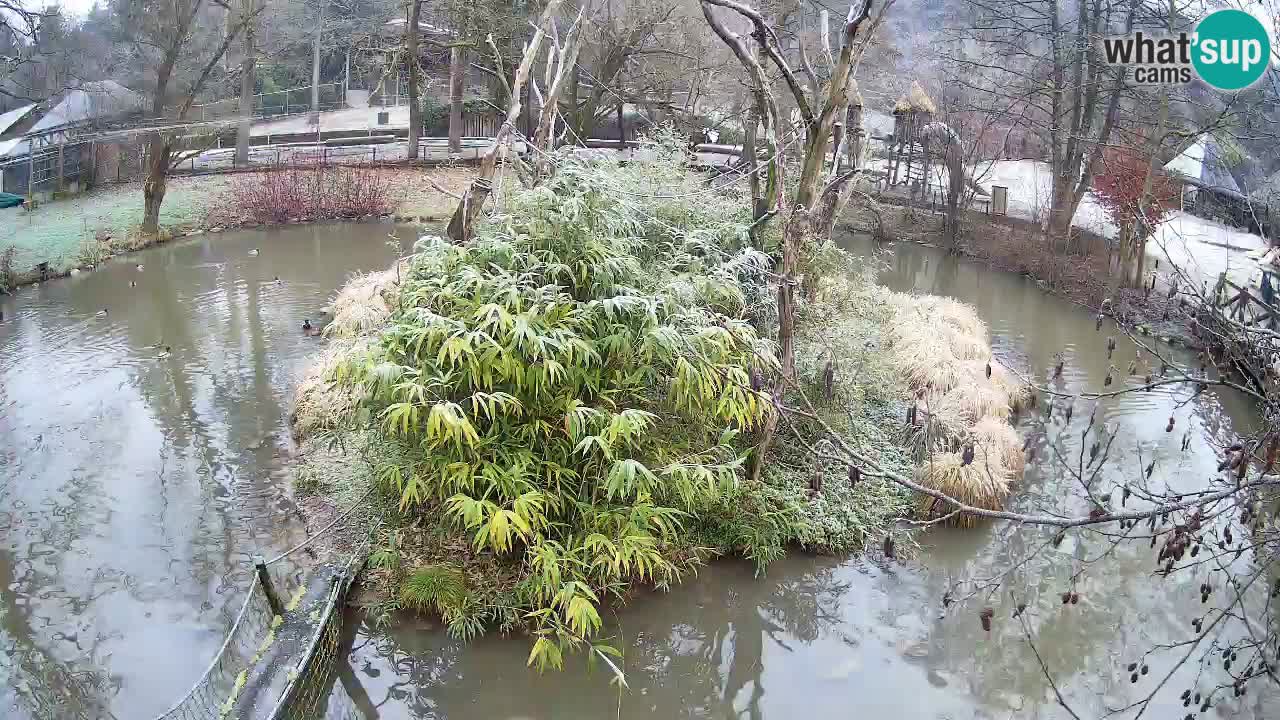 Südlicher Gelbwangen-Schopfgibbon Zoo Ljubljana webcam