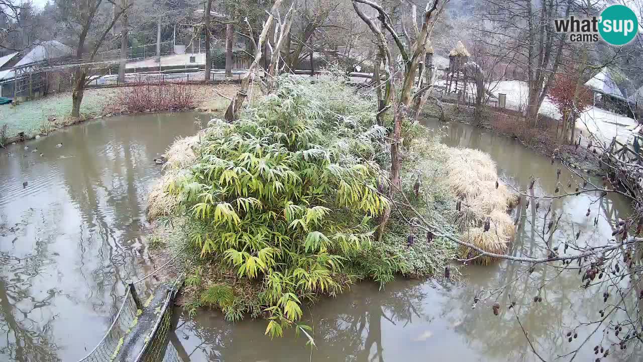 Südlicher Gelbwangen-Schopfgibbon Zoo Ljubljana webcam