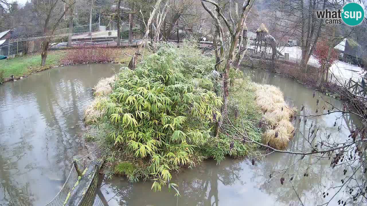 Südlicher Gelbwangen-Schopfgibbon Zoo Ljubljana webcam