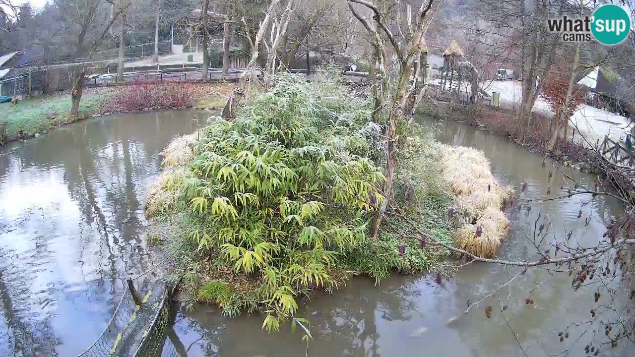 Yellow-cheeked gibbon Zoo Ljubljana livecam