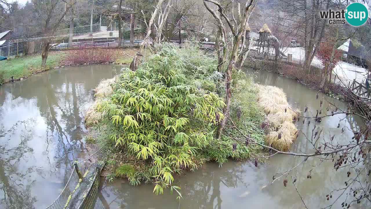 Südlicher Gelbwangen-Schopfgibbon Zoo Ljubljana webcam