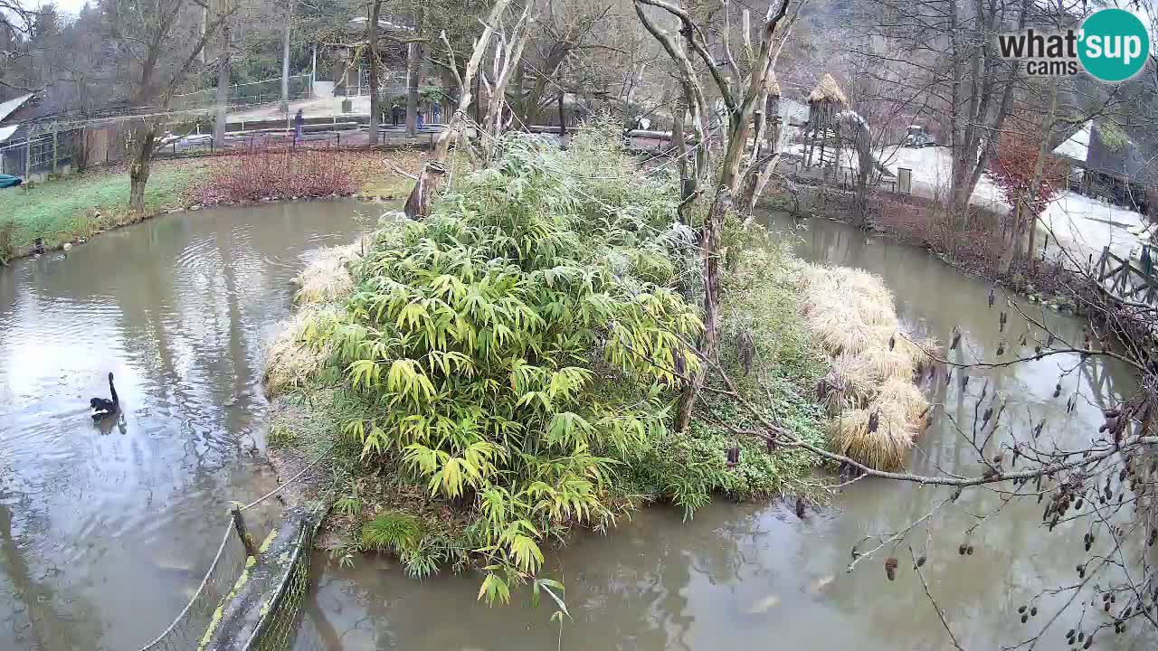 Südlicher Gelbwangen-Schopfgibbon Zoo Ljubljana webcam