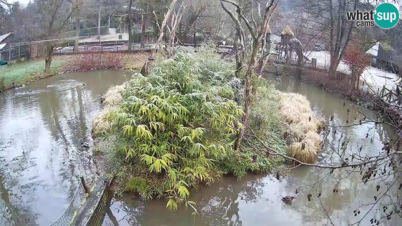 Yellow-cheeked gibbon Zoo Ljubljana livecam