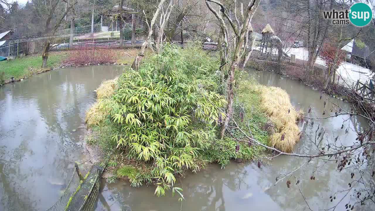 Yellow-cheeked gibbon Zoo Ljubljana livecam