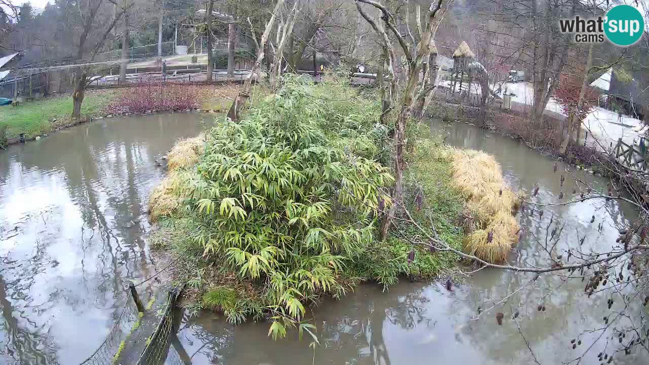 Südlicher Gelbwangen-Schopfgibbon Zoo Ljubljana webcam