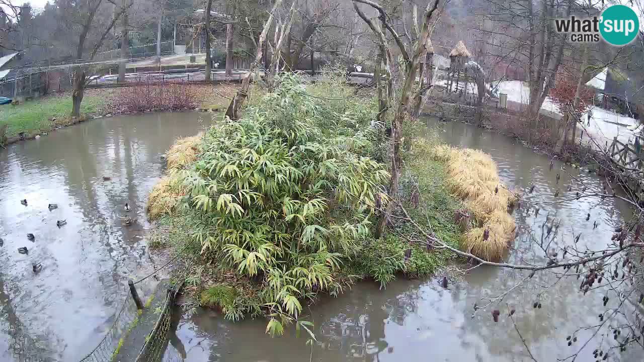 Südlicher Gelbwangen-Schopfgibbon Zoo Ljubljana webcam