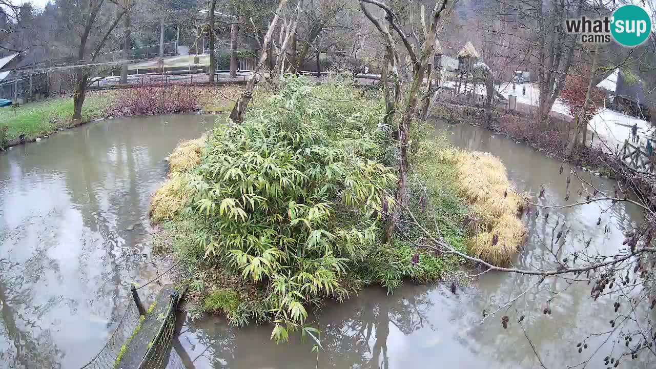 Gibbon à joues jaunes Zoo Ljubljana live cam