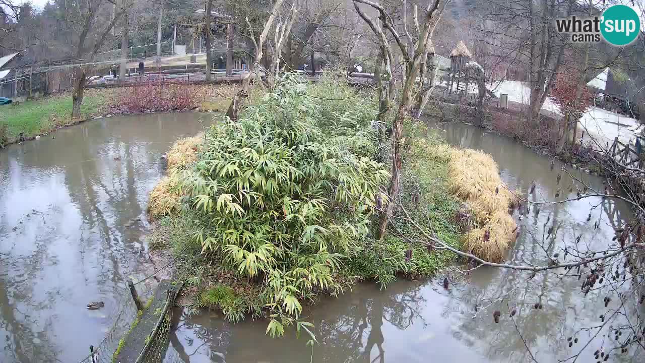 Gibbon à joues jaunes Zoo Ljubljana live cam