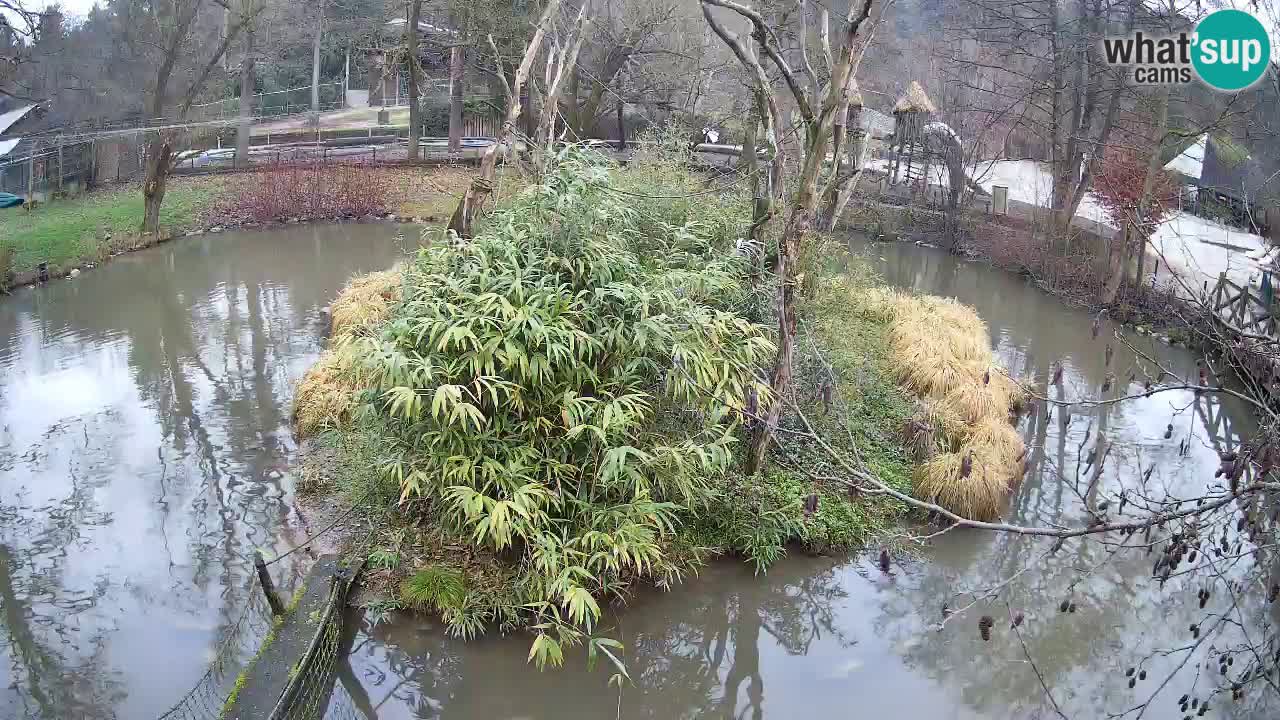 Yellow-cheeked gibbon Zoo Ljubljana livecam