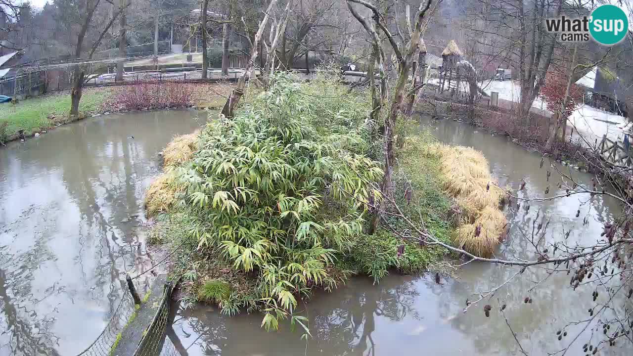 Südlicher Gelbwangen-Schopfgibbon Zoo Ljubljana webcam