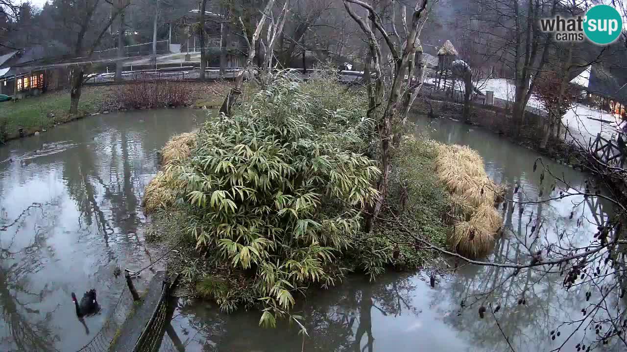 Gibbon à joues jaunes Zoo Ljubljana live cam