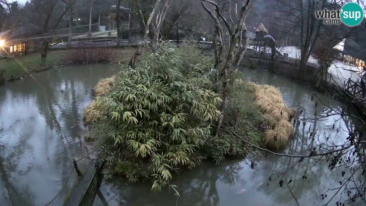 Yellow-cheeked gibbon Zoo Ljubljana livecam