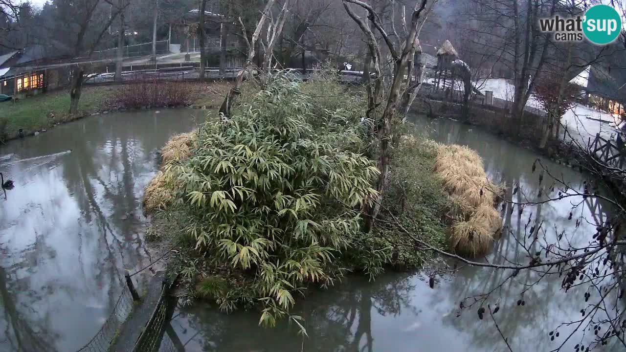 Gibbon à joues jaunes Zoo Ljubljana live cam