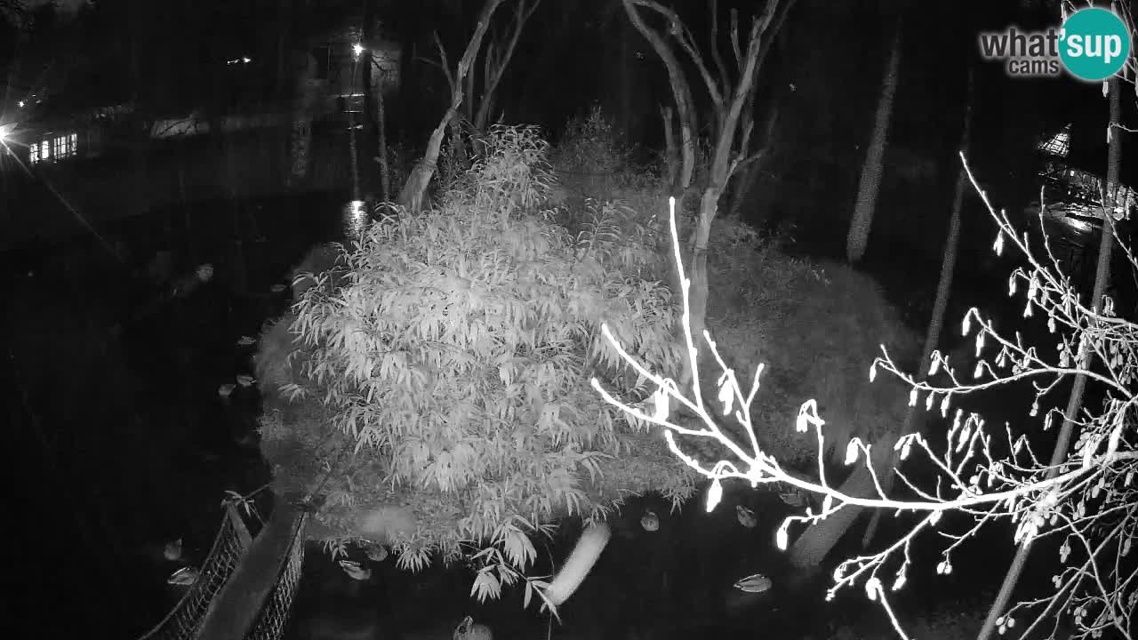 Gibbon à joues jaunes Zoo Ljubljana live cam