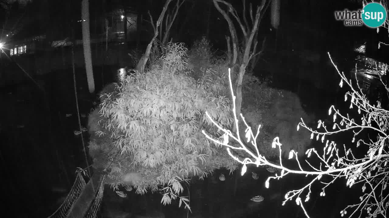 Gibbon à joues jaunes Zoo Ljubljana live cam