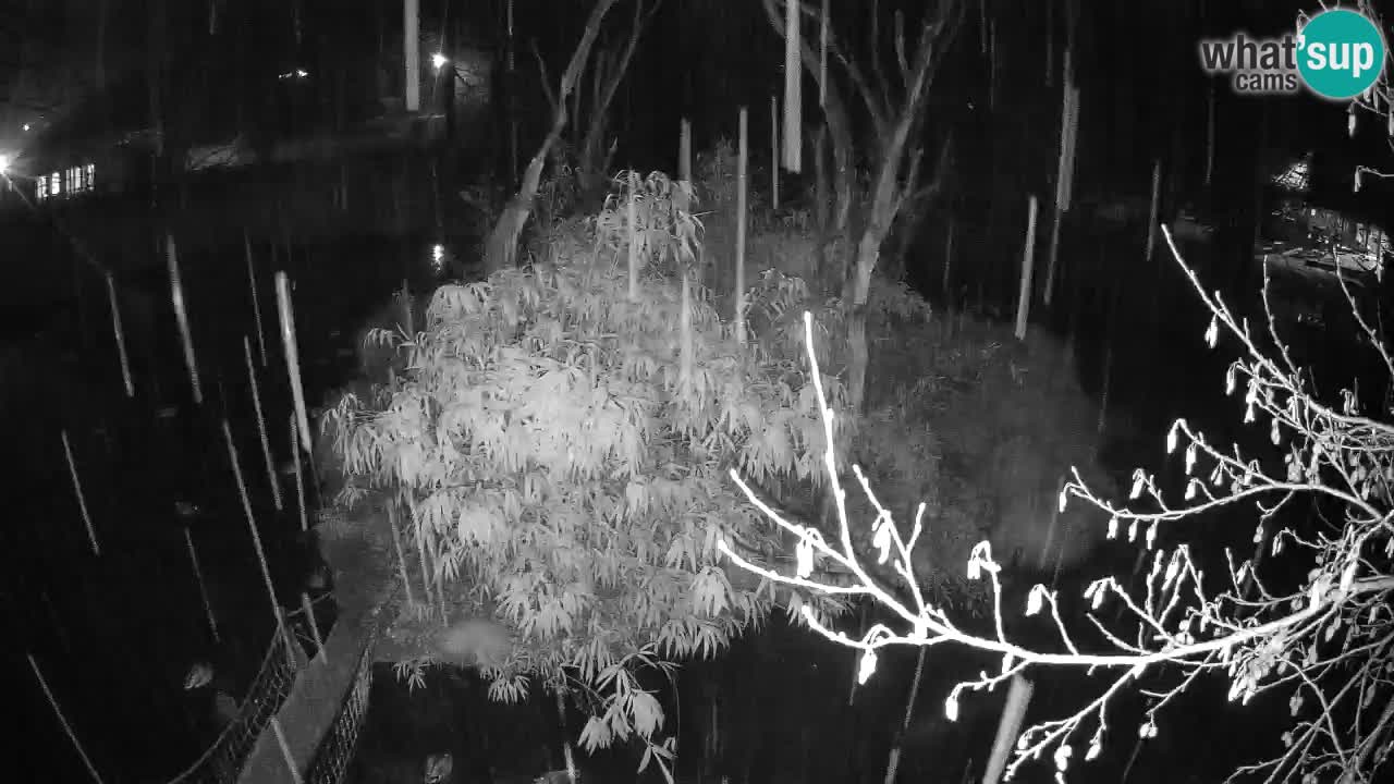 Gibbon à joues jaunes Zoo Ljubljana live cam