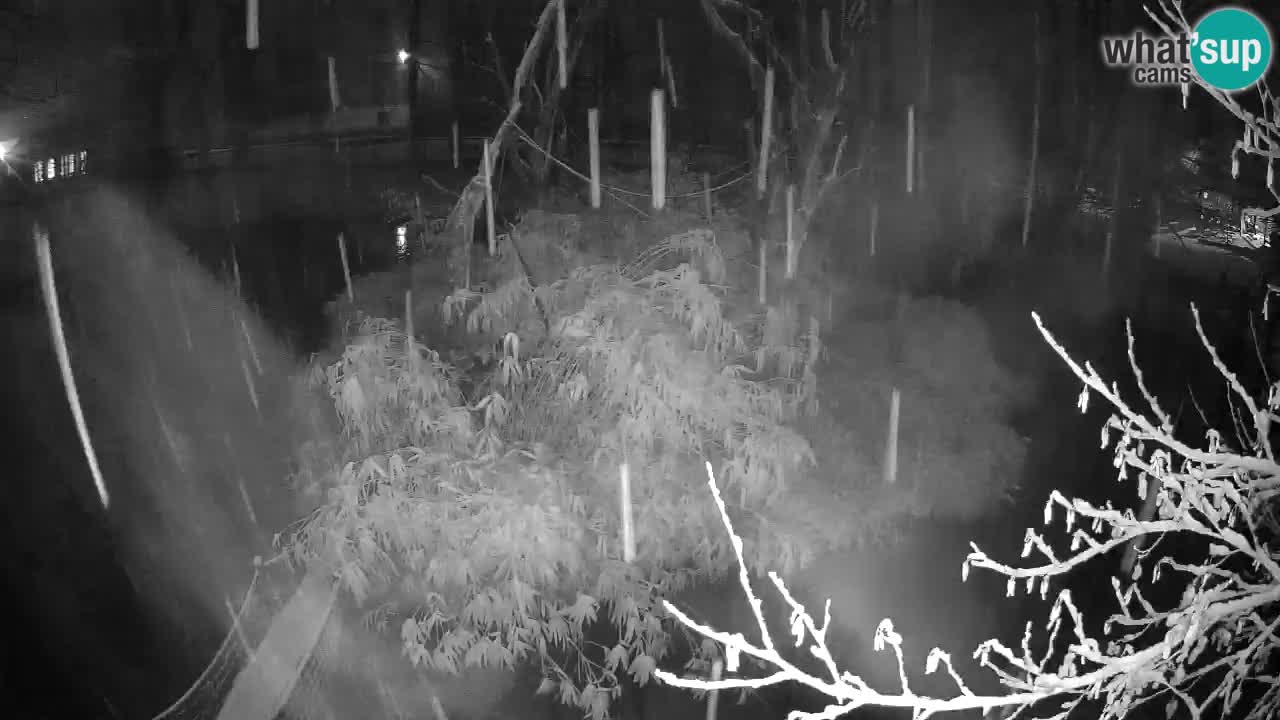 Gibbon à joues jaunes Zoo Ljubljana live cam