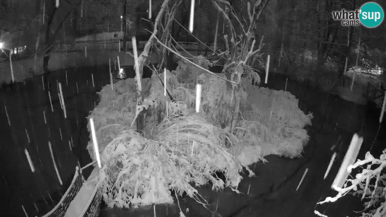 Gibbon à joues jaunes Zoo Ljubljana live cam