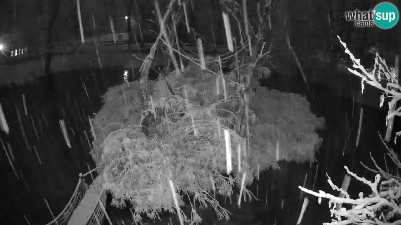 Südlicher Gelbwangen-Schopfgibbon Zoo Ljubljana webcam