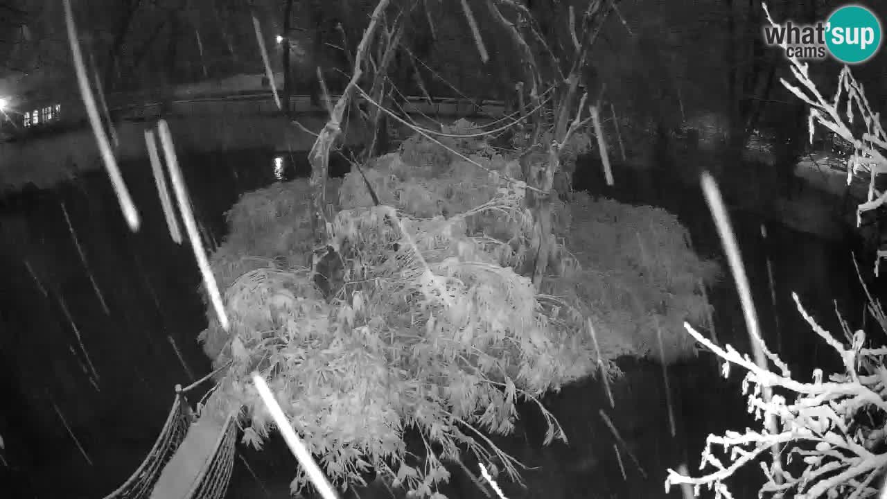 Gibbon à joues jaunes Zoo Ljubljana live cam