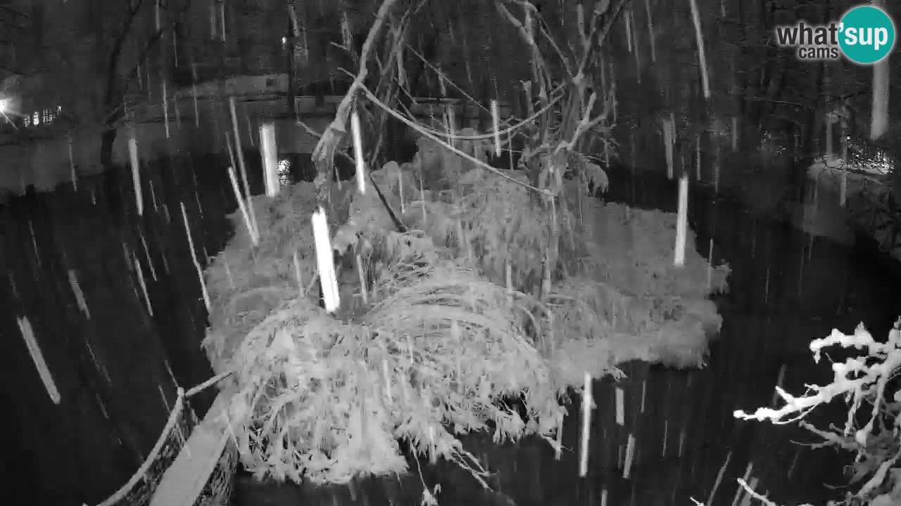 Gibbon à joues jaunes Zoo Ljubljana live cam