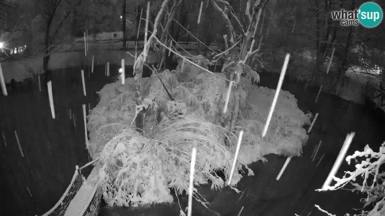 Südlicher Gelbwangen-Schopfgibbon Zoo Ljubljana webcam