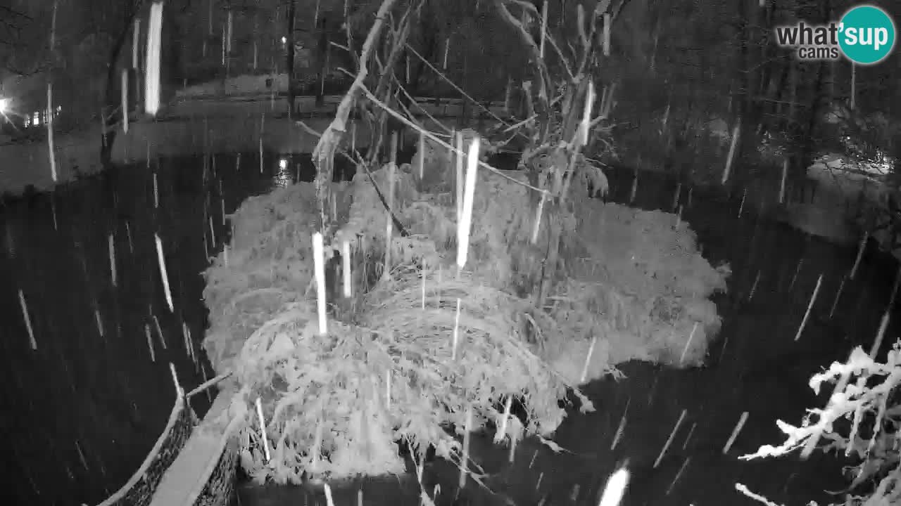 Yellow-cheeked gibbon Zoo Ljubljana livecam