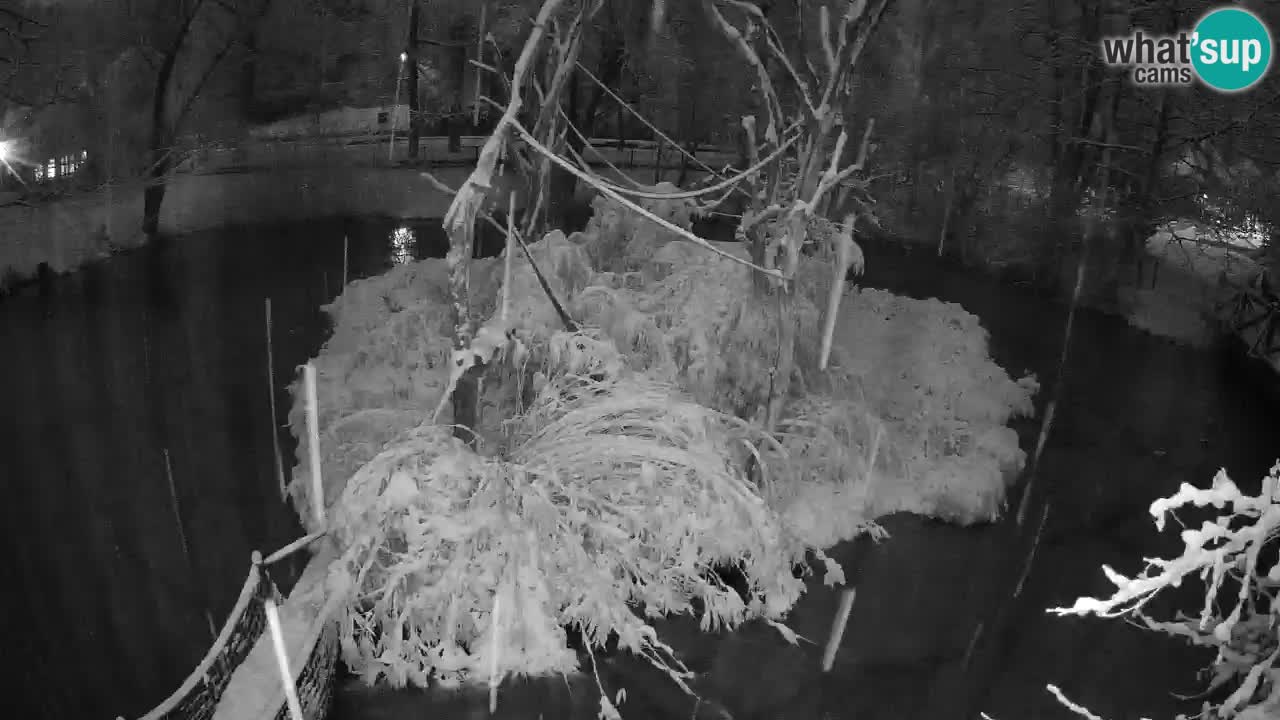 Gibbon à joues jaunes Zoo Ljubljana live cam