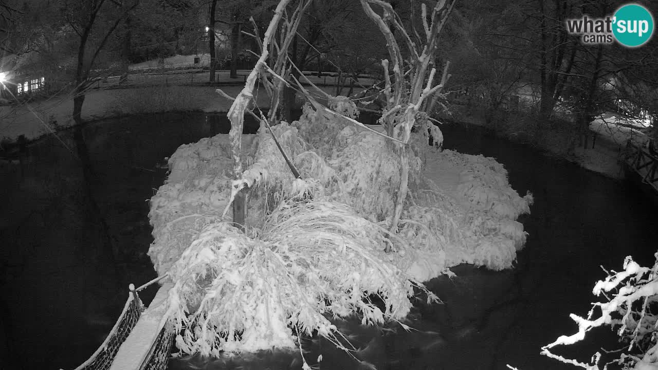 Gibbon à joues jaunes Zoo Ljubljana live cam