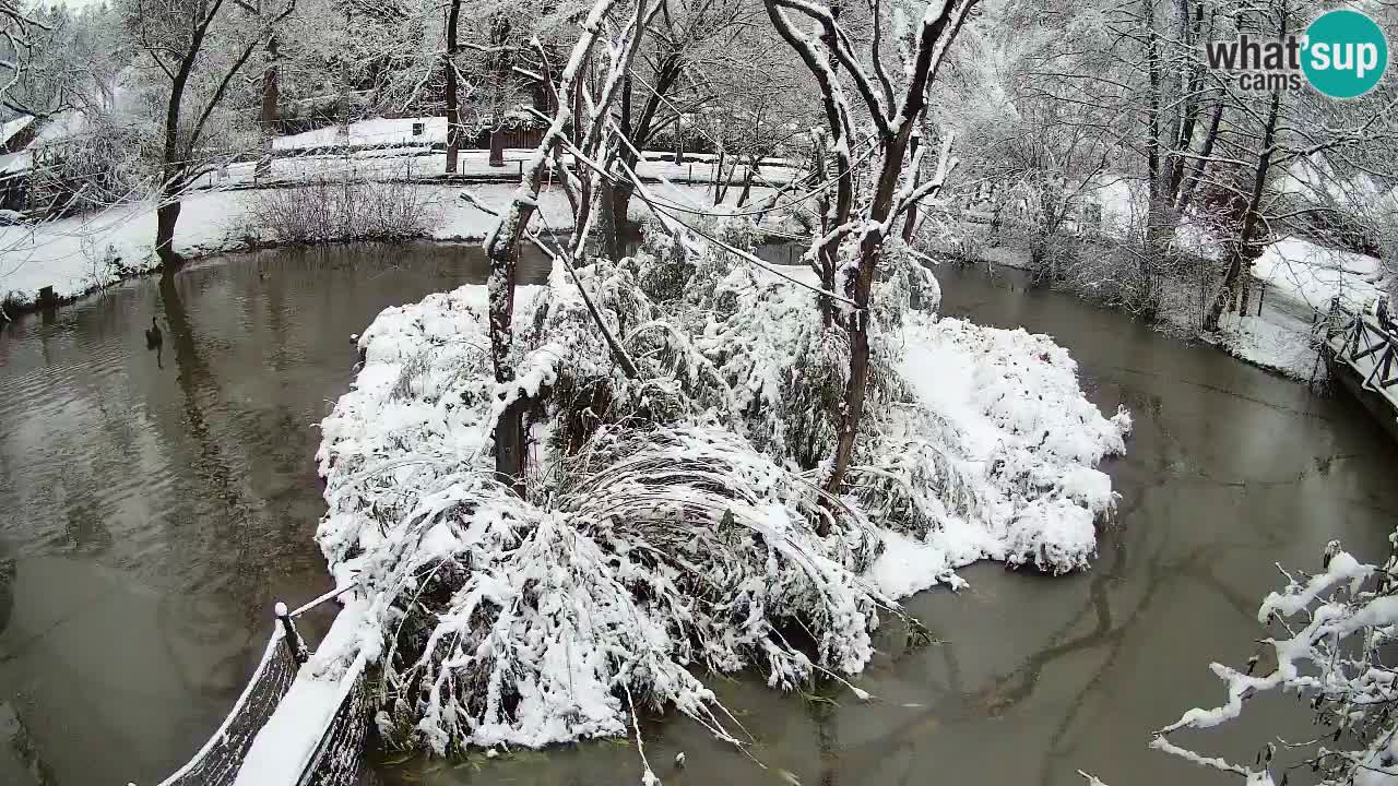 Gibbon à joues jaunes Zoo Ljubljana live cam