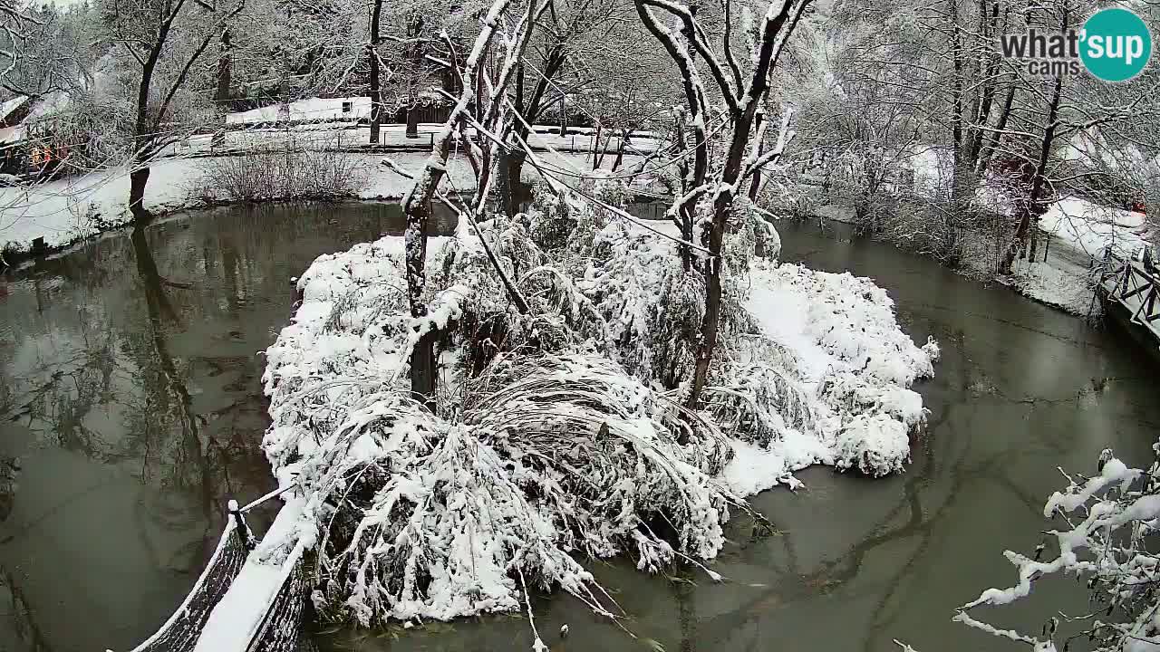 Gibbon à joues jaunes Zoo Ljubljana live cam