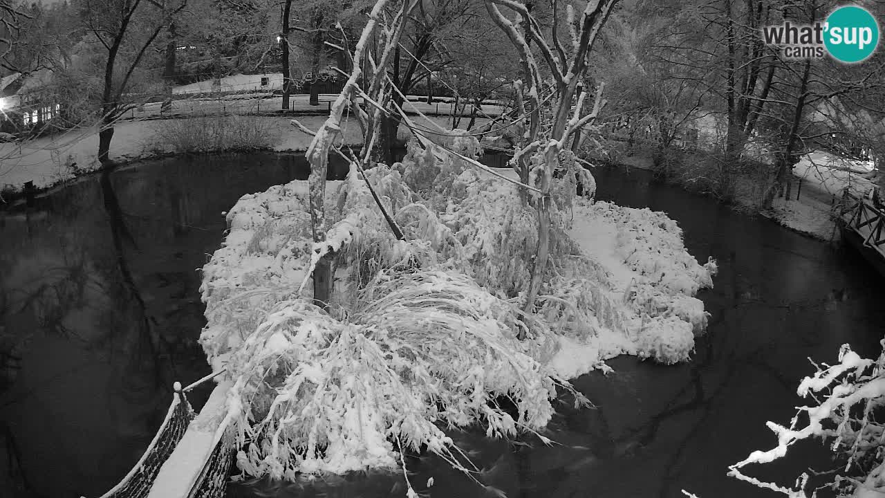 Gibbon à joues jaunes Zoo Ljubljana live cam