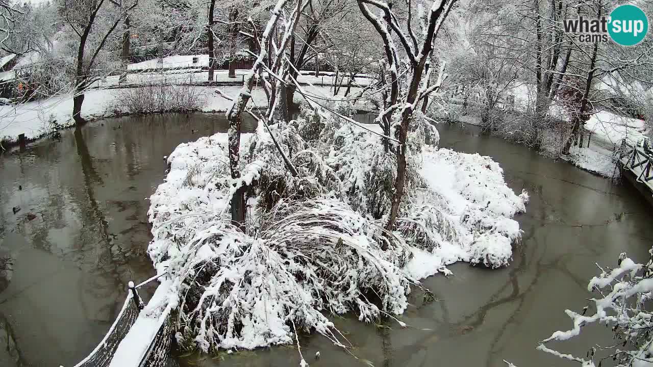 Yellow-cheeked gibbon Zoo Ljubljana livecam