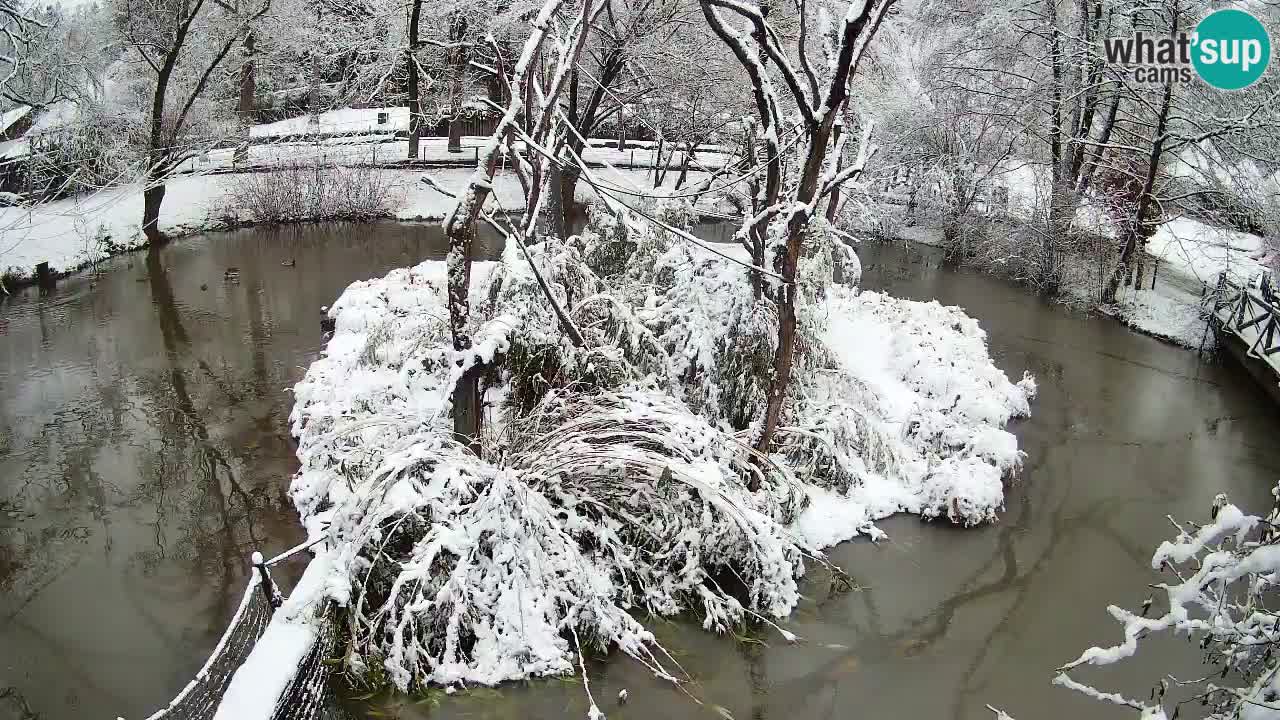 Gibon – Nomascus gabriellae – Zoo Ljubljana web kamera