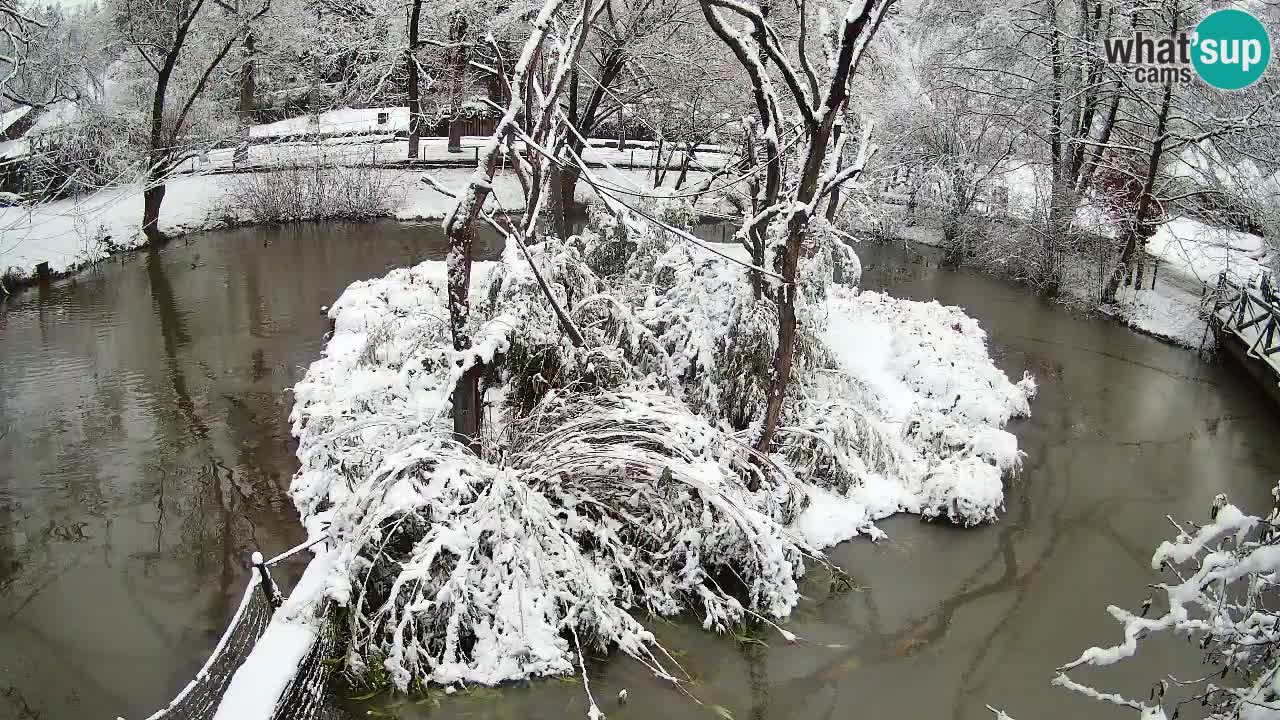 Gibbon à joues jaunes Zoo Ljubljana live cam