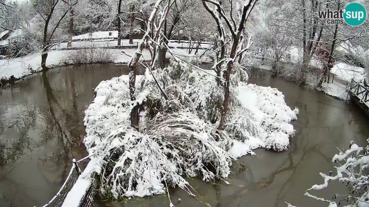 Yellow-cheeked gibbon Zoo Ljubljana livecam