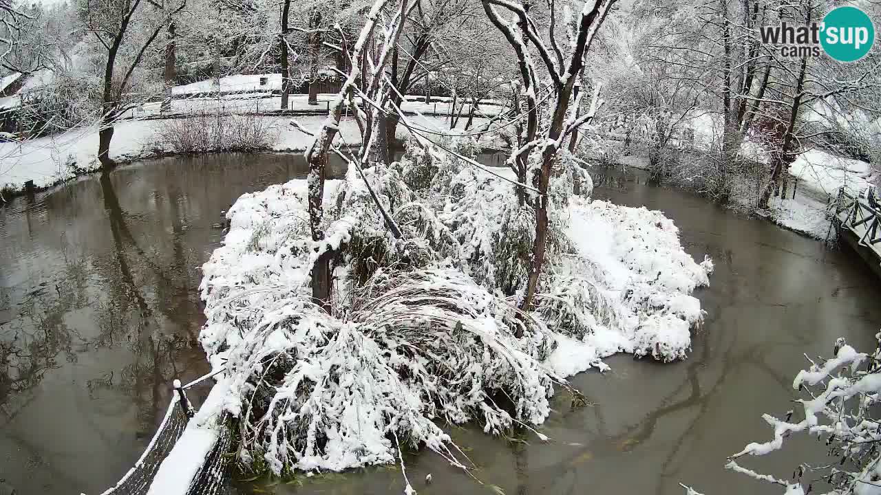 Südlicher Gelbwangen-Schopfgibbon Zoo Ljubljana webcam