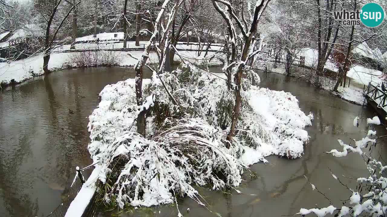 Gibbon à joues jaunes Zoo Ljubljana live cam