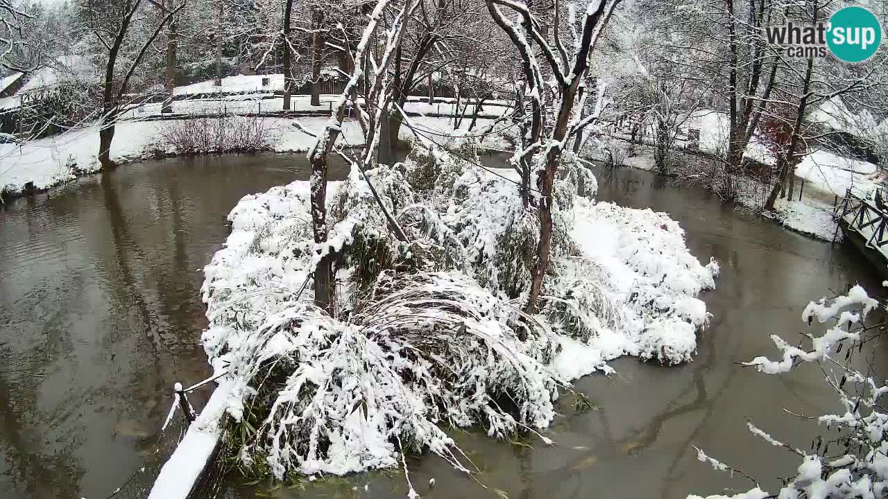 Yellow-cheeked gibbon Zoo Ljubljana livecam