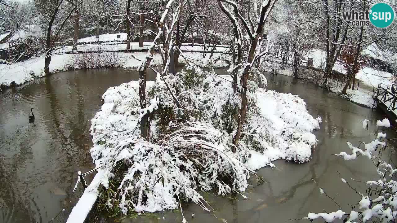 Yellow-cheeked gibbon Zoo Ljubljana livecam