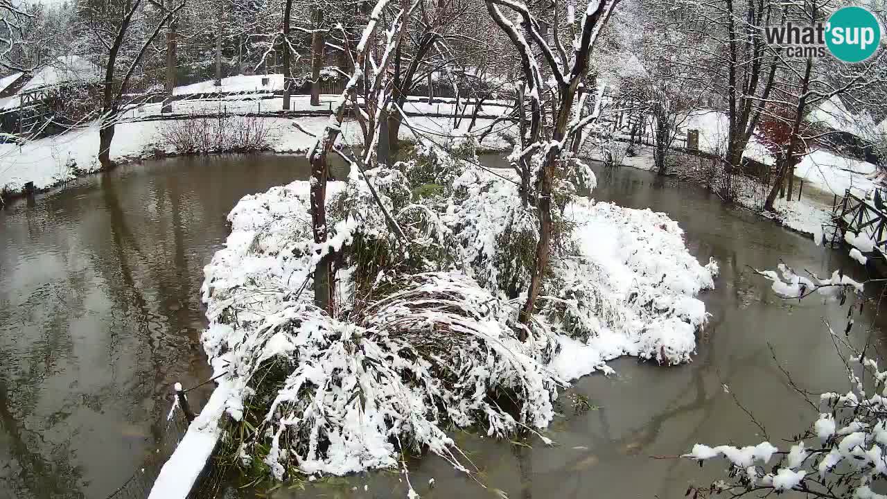 Zlatolični gibon živalski vrt Ljubljana