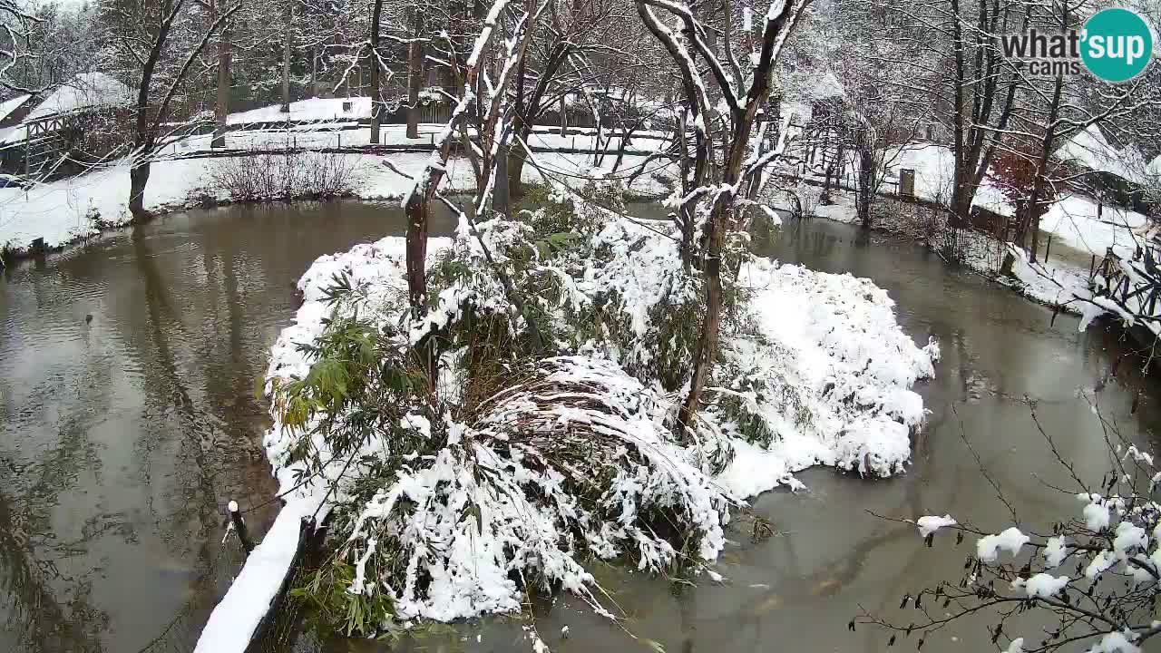 Yellow-cheeked gibbon Zoo Ljubljana livecam