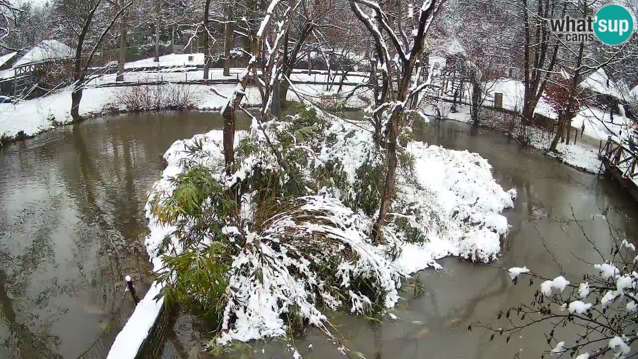 Yellow-cheeked gibbon Zoo Ljubljana livecam